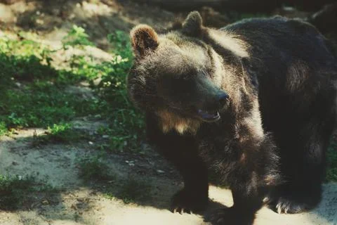 Big brown bear in the forest Stock Photos