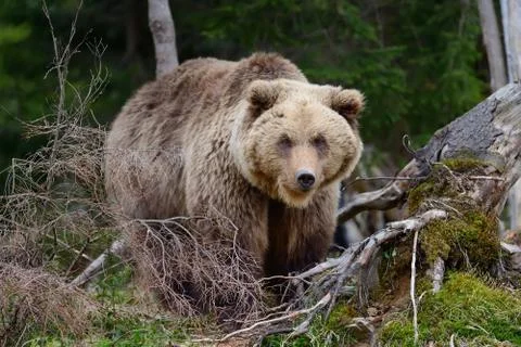 Big brown bear in the forest Fotos de archivo