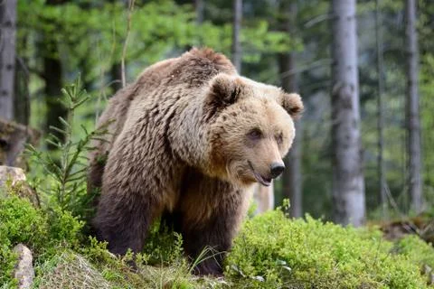 Big brown bear in the forest Stock Photos