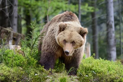 Big brown bear in the forest Stock Photos
