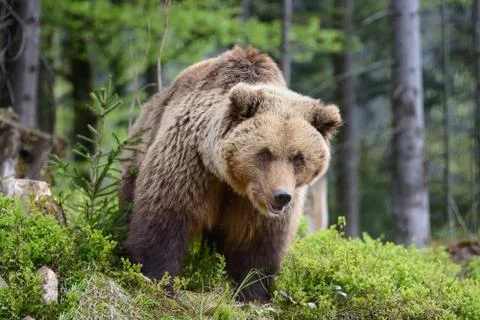 Big brown bear in the forest Foto stock