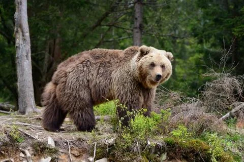 Big brown bear in the forest Foto stock