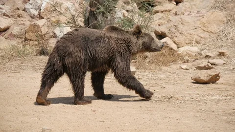 Big brown bear going on a rocky territory covered with stones in summer Stock-Footage 117067926