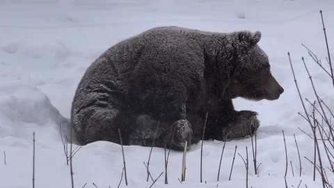 Big brown bear hibernates on snow, sleepy animal, white nature Stock Footage 74849482