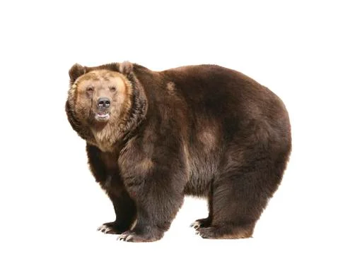 Big brown bear isolated Stock Photos