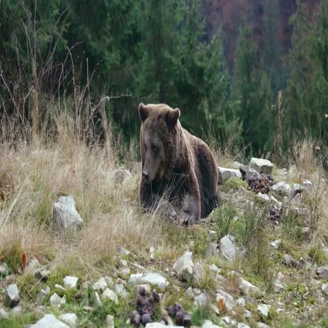 Big brown bear lies on the ground Stock Footage 69448367