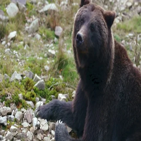 Big brown bear lying on the ground Stock Footage 69416691