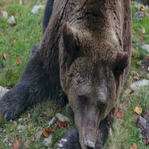 Big brown bear lying on the ground Stock Footage 69418035