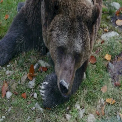 Big brown bear lying on the ground Stock Footage 69419192