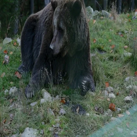 Big brown bear lying on the ground Stock Footage 69424892