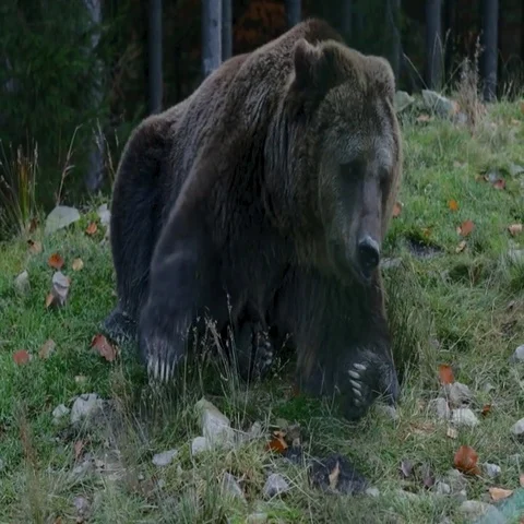 Big brown bear lying on the ground, and then gets up and leaves Stock Footage 69425835
