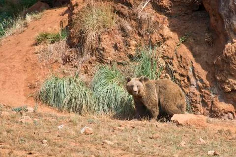 Big brown bear. Stock Photos