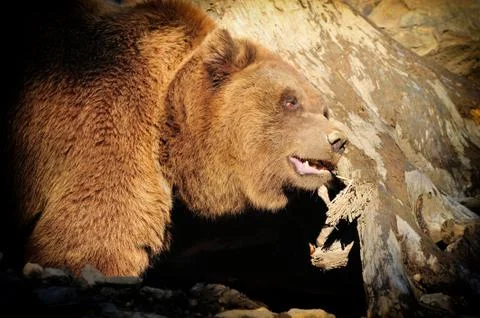Big Brown Bear Stock Photos