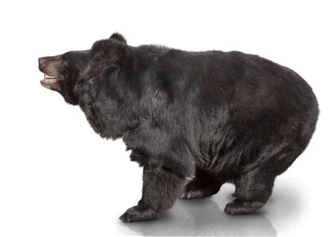 Big brown bear Stock Photos