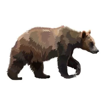 Big brown bear, realistic vector illustration.Wild animal. Stock Illustration