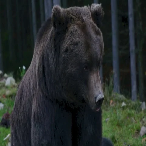 Big brown bear sitting and looking in different directions Stock Footage 69420873