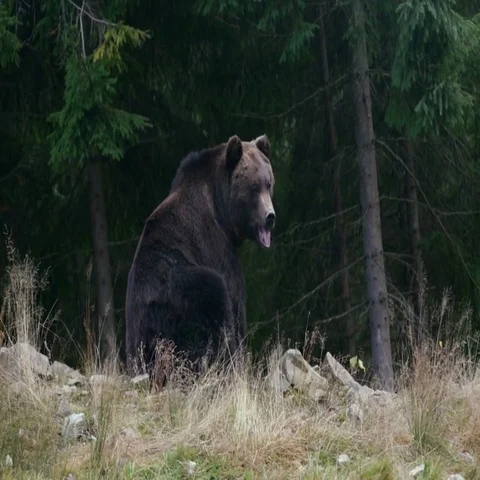 Big brown bear sitting and looking in different directions Stock Footage 69427521