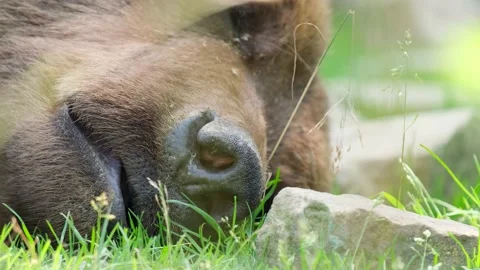 Big brown bear sleeping, bear head close up. Wild animals 動画素材 172236978