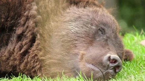 Big brown bear sleeping in the woods, wildlife. Amazing color of fur. Wild free 動画素材 172237241