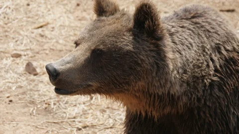 Big brown bear smelling around on a sandy beach on a sunny day in summer Stock-Footage 117162467