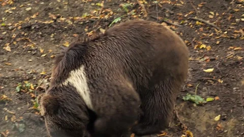 Big brown bear sniffs the ground in the forest in search of food, bear walk.. Stock Footage 252093941