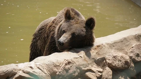 Big brown bear standing and rubbing its muzzle on a pond coast in zoo in summer Video stock 117067543