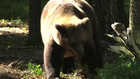 Big Brown Bear Stomps Against a Tree Video stock 268725309