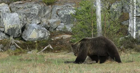 Big brown bear walking around lake in the summer sun. Stock Footage 78091903