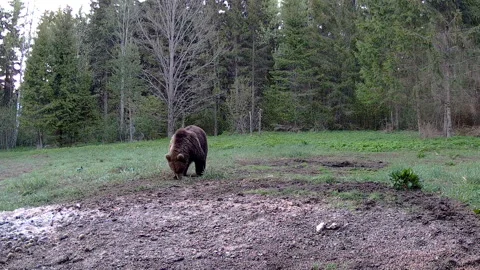 The big brown bear walking around the forest trail camera in Estonia Stock Footage 239824945