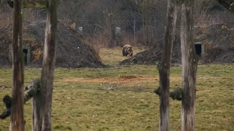 Big Brown Bear walking in the distance. Stock Footage 102324500