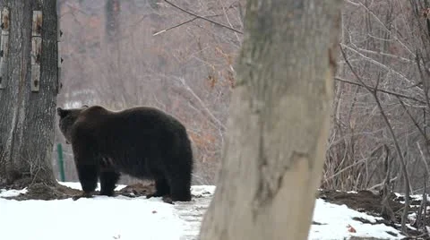 Big brown bear walking in the forest during winter Stock Footage 21371033