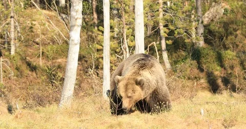 Big brown bear walking in the forest Stock Footage 78099726