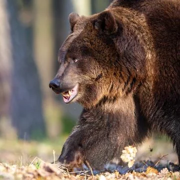 Big brown bear walking in the forest. Detail to head with open mouth and teet 스톡 사진