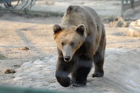 Big brown bear, walking in front of the yard of the zoo, by early morning light Photos
