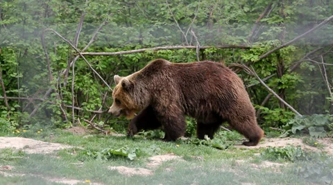 Big brown bear walking in green wood Stock Footage 27551344