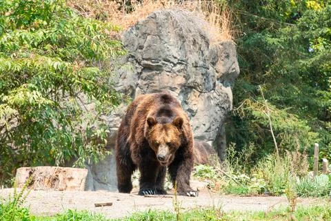 Big brown bear walking with huge claws Stock-Fotos