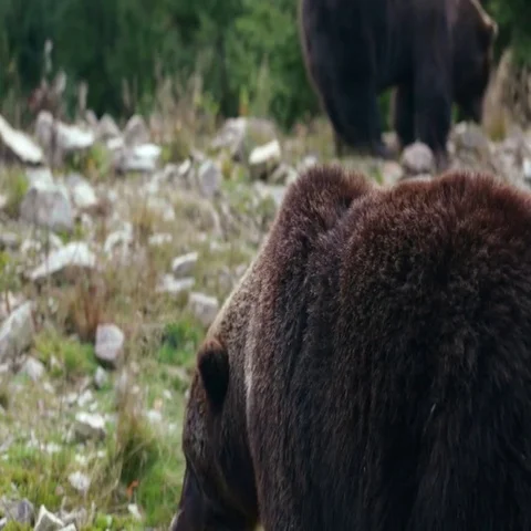 Big brown bear walking through the woods. One bear sniffing the ground. Video stock 69448052