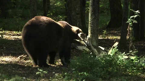 Big Brown Bear Walks in the Forest and Eats Something Stock Footage 268725300