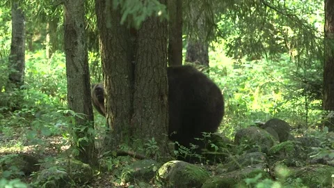 Big Brown Bear Walks in the Forest and Stomps Against a Tree. Stock Footage 270352424