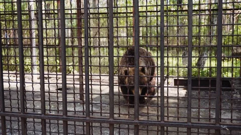 Big brown bear walks in the open-air cage Stock Footage 111570628
