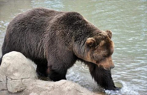 Big brown bears Stock Photos