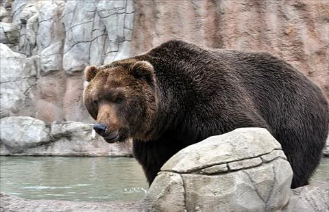 Big brown bears Stock Photos