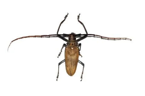 Big brown beetle, isolate on a white background, cerambycidae Stock Photos