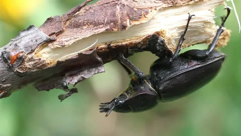 Big brown beetle, Lucanus cervus Video stock 11359428