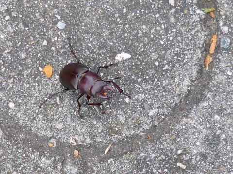 Big brown beetle Stock Photos