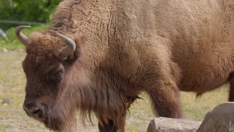 Big brown bison, close-up while eating grass, the animal is very calm Stock Footage 285669907