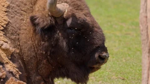 Big brown bison head, close up chewing grass again, flies attack Stock Footage 286161365