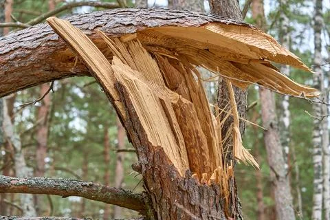 Big brown broken pine tree in the forest Stock Photos