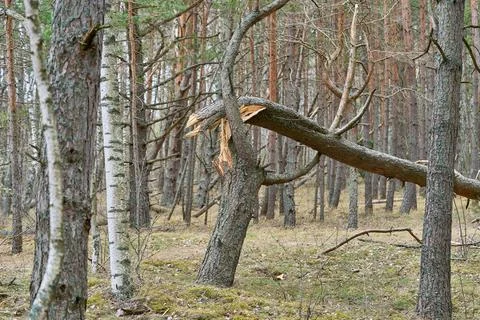 Big brown broken pine tree in the forest Stock Photos