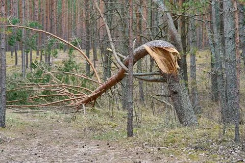 Big brown broken pine tree in the forest Foto stock